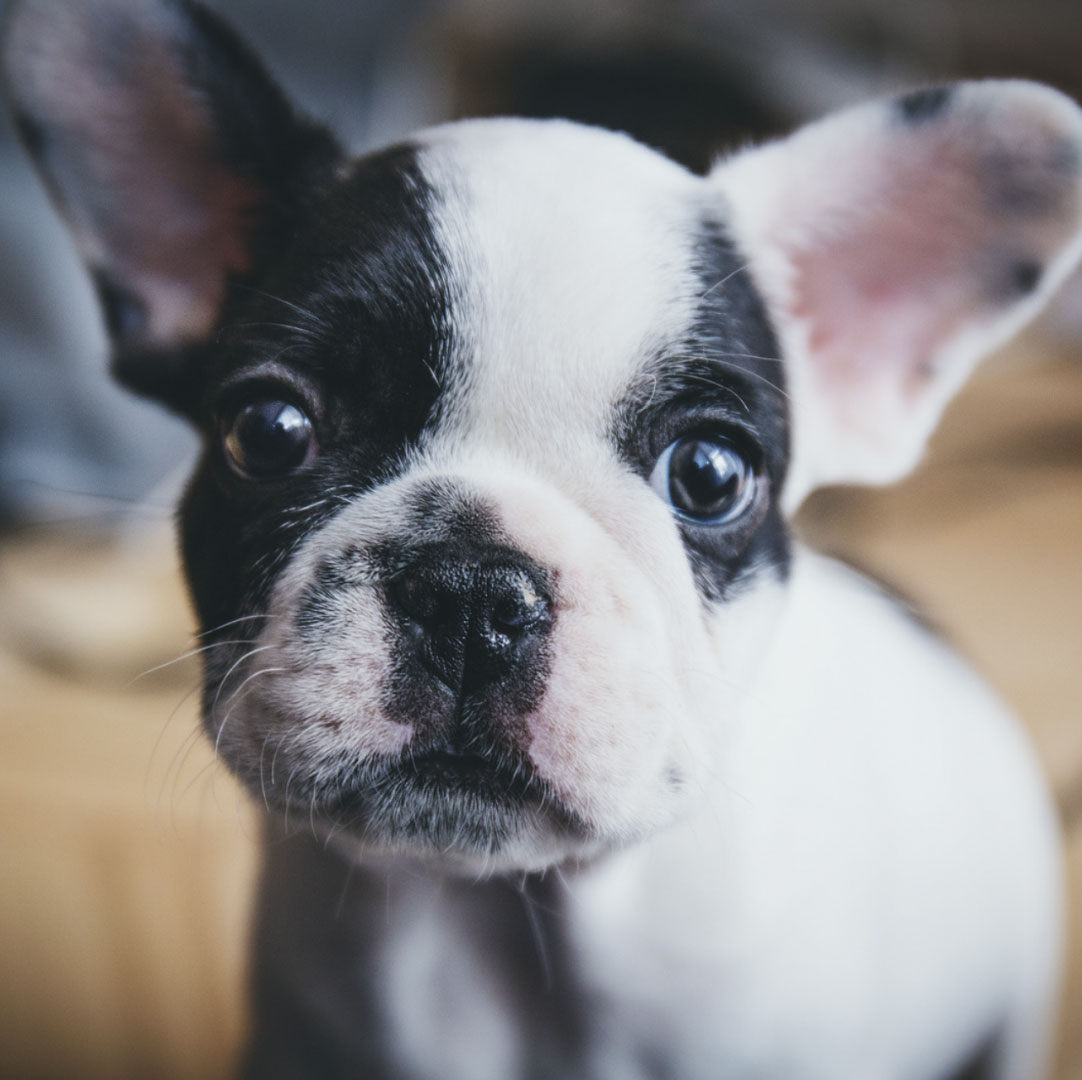 Inscrivons Le Bien être Animal Dans La Constitution