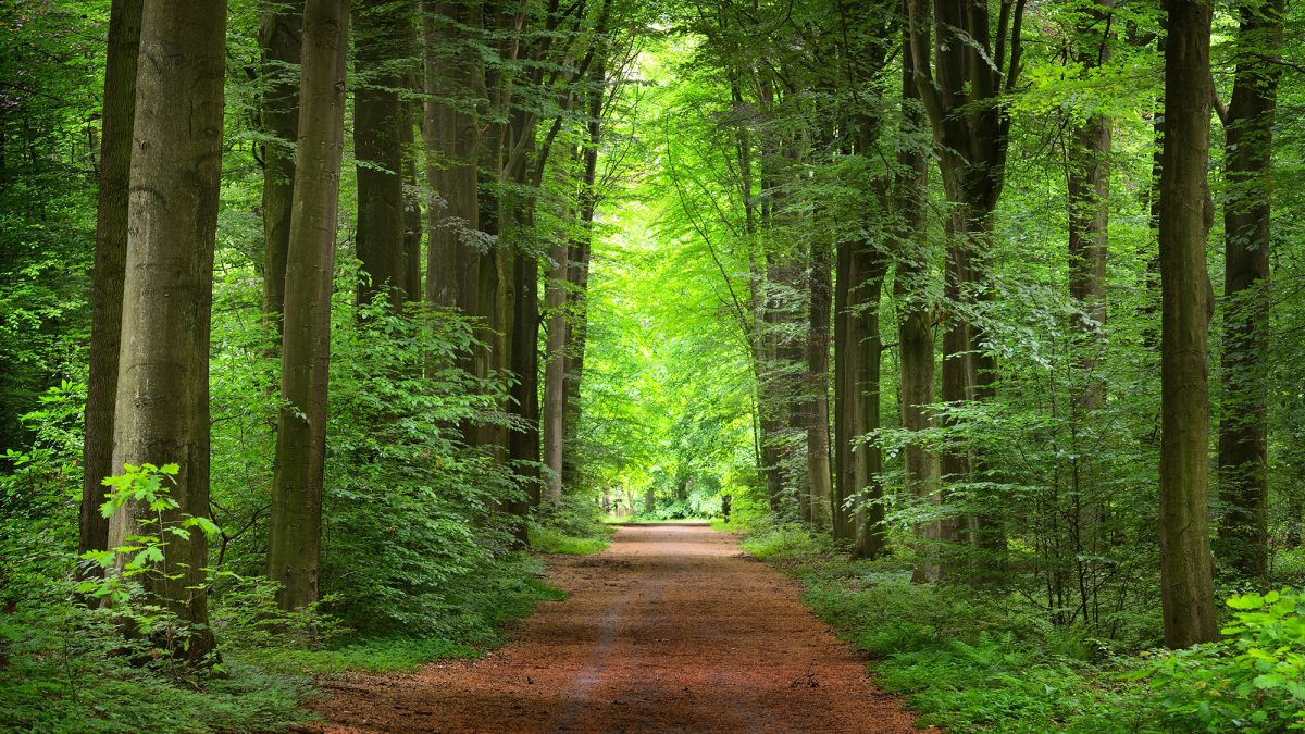 Walkway In A Green Spring Beech Forest In Leuven, Belgium. Beaut