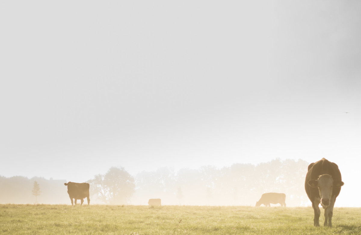 Paysage Vaches Bovins Agri Paysage Vaches Bovins Agri
