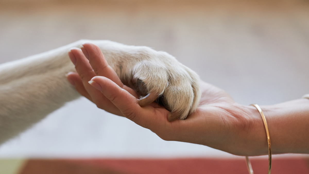 38.nos Amis Les Animaux Inscrire Le Bien être Animal Dans La Constitution