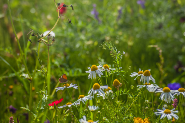 Biodiversité Gouvernement Wallon