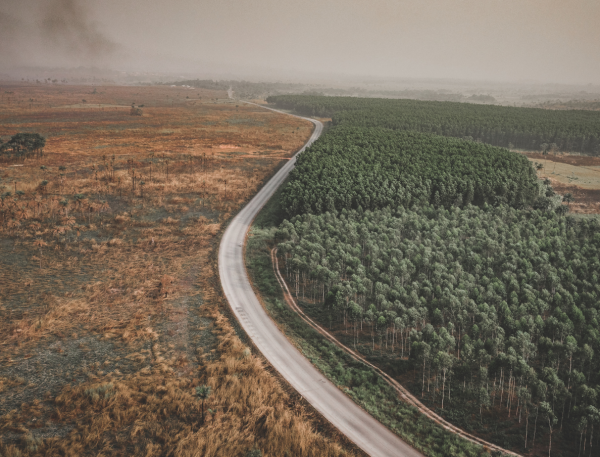 Deforestation