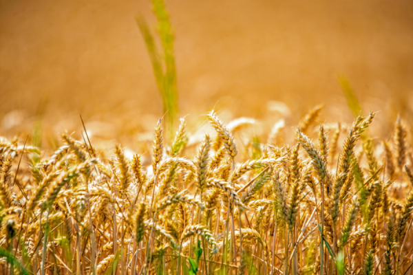 Vignettes Site Web (14)